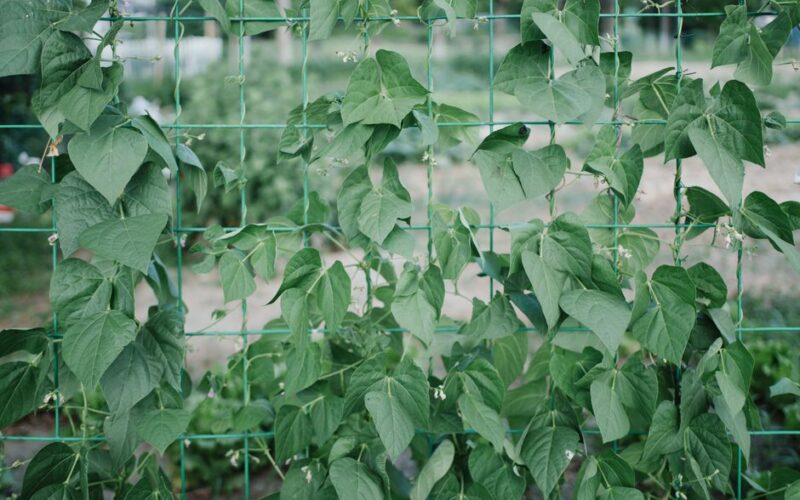 Bush Beans vs Pole Beans for Small Gardens