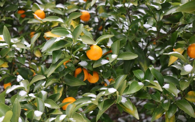 Dwarf Citrus Indoors vs Outdoors: What Changes?