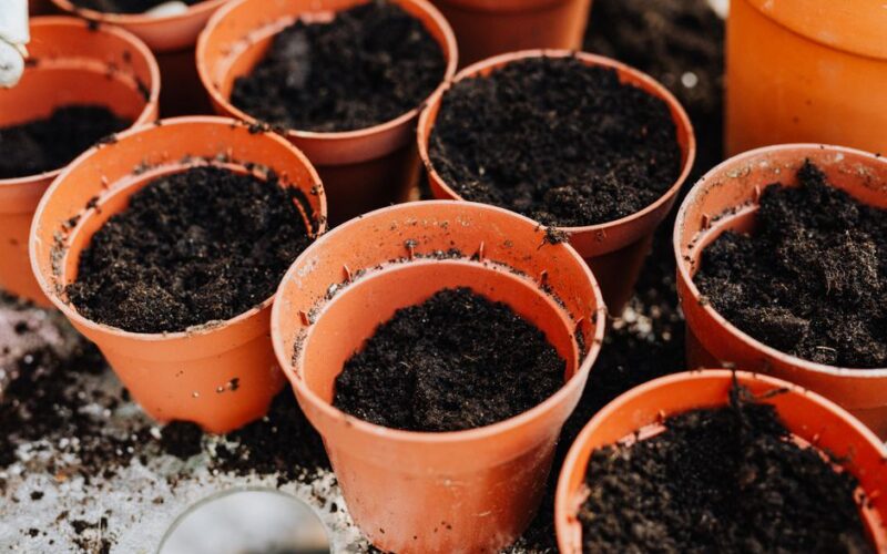 Easiest Vegetables for First-Time Container Gardens