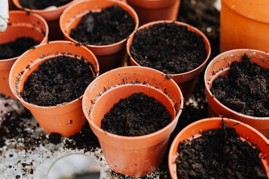 Easiest Vegetables for First-Time Container Gardens