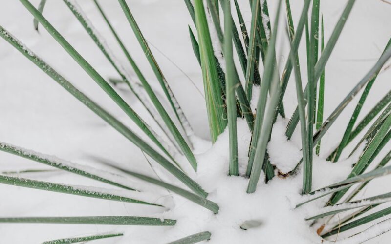 Eight Cold-Hardy Greens That Sweeten After Frost