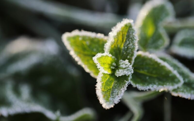 Five First-Year Garden Mistakes and How to Avoid Them