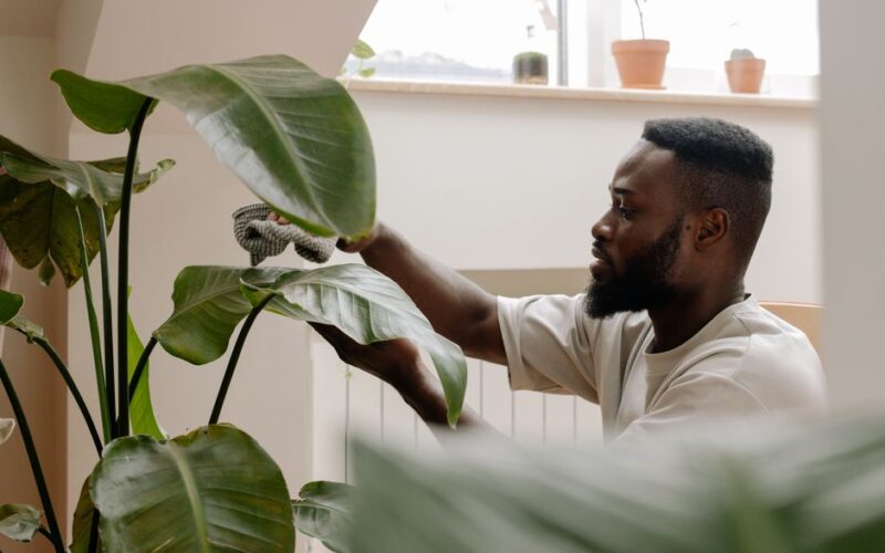 How to Dust Large Leaves Without Damaging Them