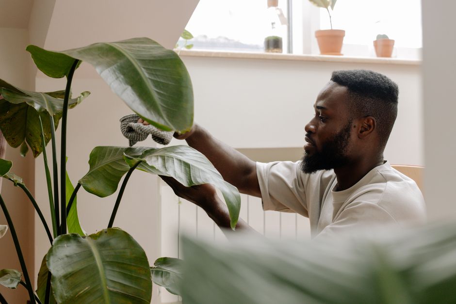 How to Dust Large Leaves Without Damaging Them