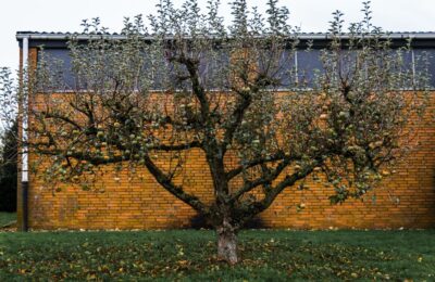 How to Espalier Apple Trees Against a Sunny Fence