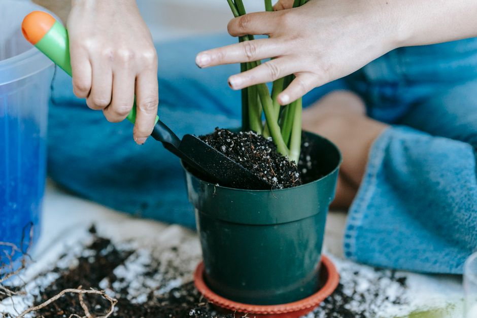 How to Fertilize Houseplants in Spring and Summer