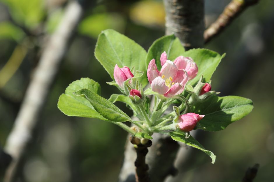 Spring growth and timing