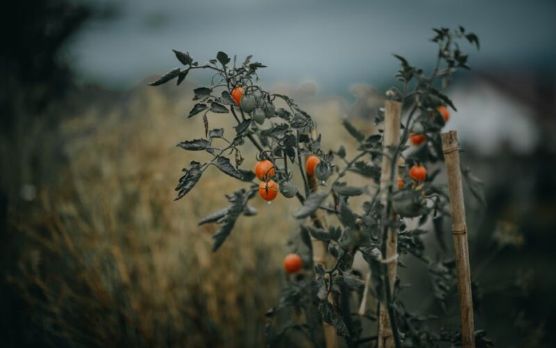 How to Grow Cherry Tomatoes in Five-Gallon Buckets