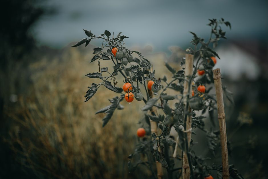 How to Grow Cherry Tomatoes in Five-Gallon Buckets
