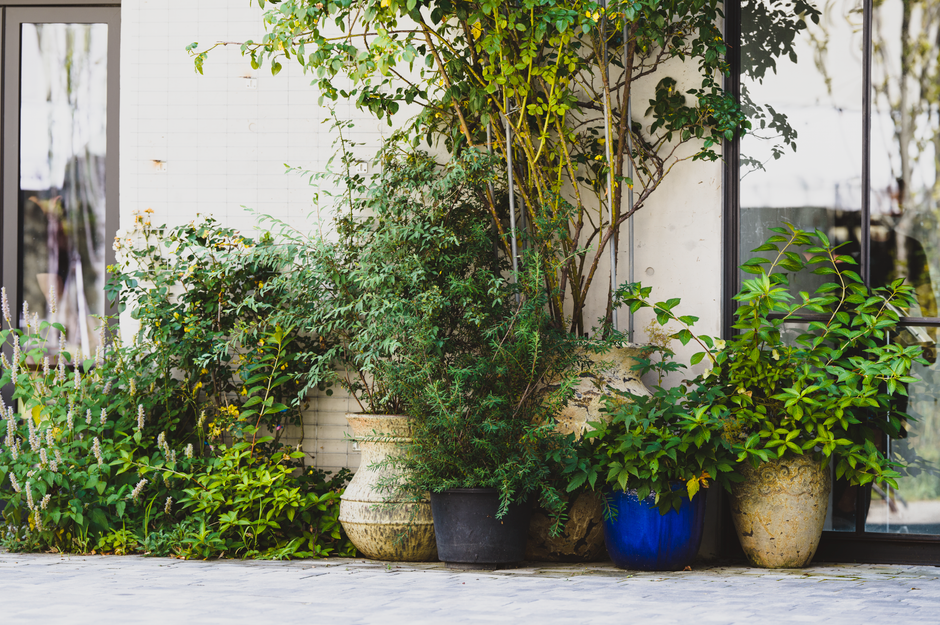 Choose containers and varieties