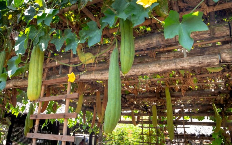 How to Grow Crisp Cucumbers on a Vertical Trellis