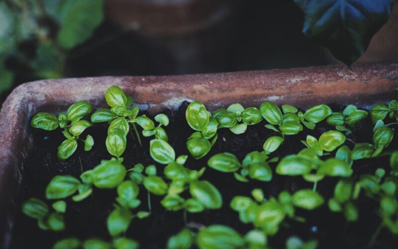 How to Grow Kitchen Herbs in Containers
