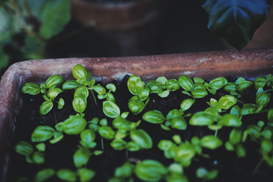 How to Grow Kitchen Herbs in Containers