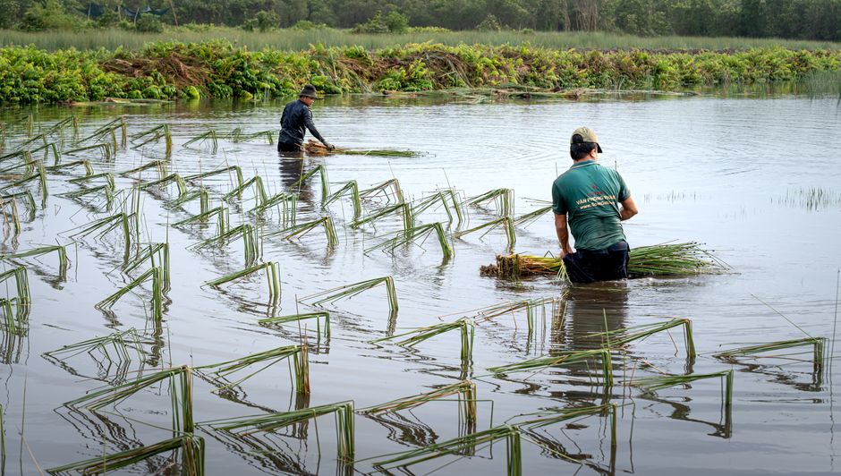 Plant, Water, and Harvest Like a Pro