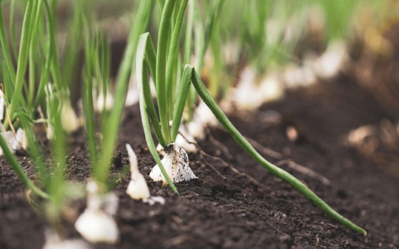 How to Grow Onions from Sets for Reliable Bulbs