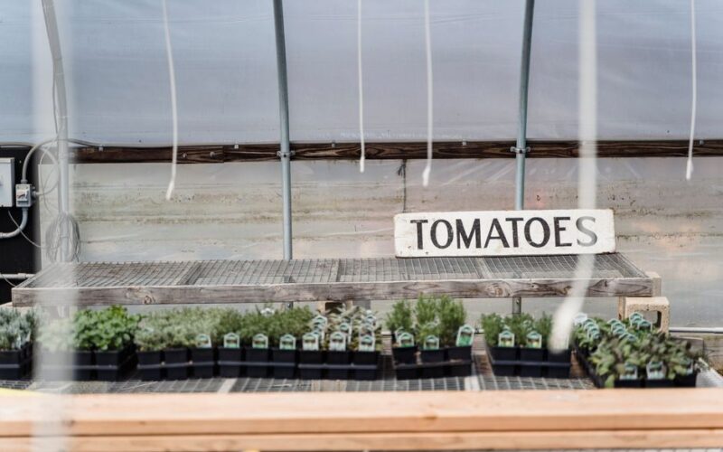 How to Grow Tomato Plants in Containers