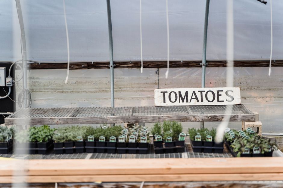 How to Grow Tomato Plants in Containers