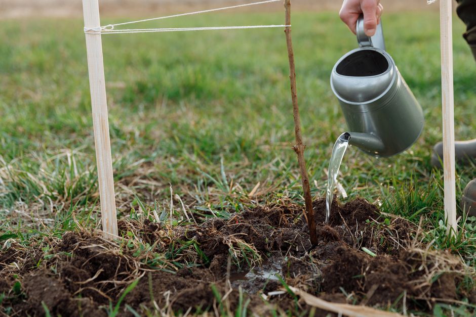 Planting, Watering, and Care