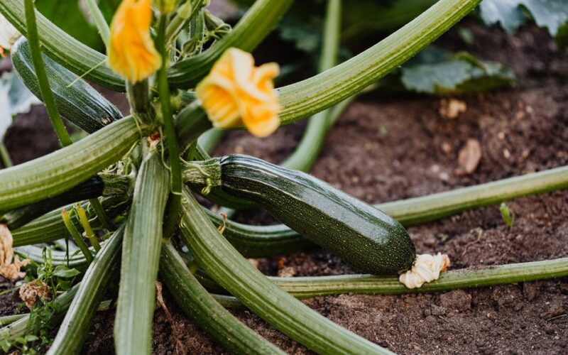 How to Grow Zucchini Without Powdery Mildew