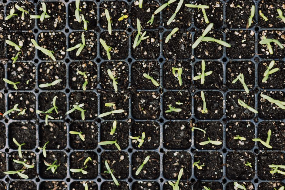 How to Harden Off Seedlings Over Seven Days