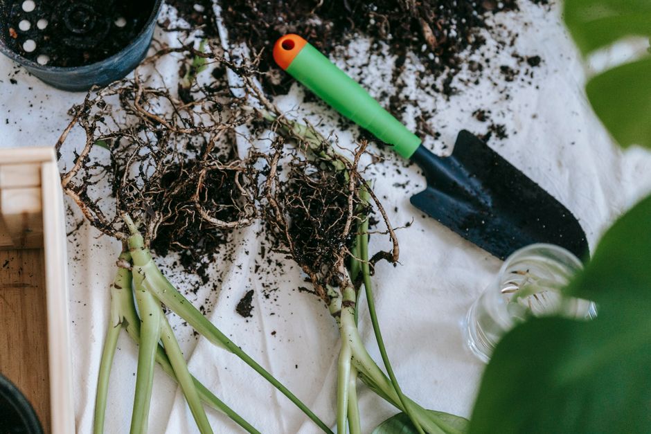 Troubleshooting and Transplanting After Hardening
