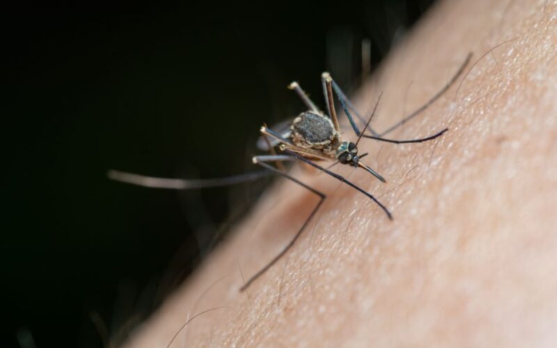 How to Keep Patios Mosquito-Free Without Harsh Sprays