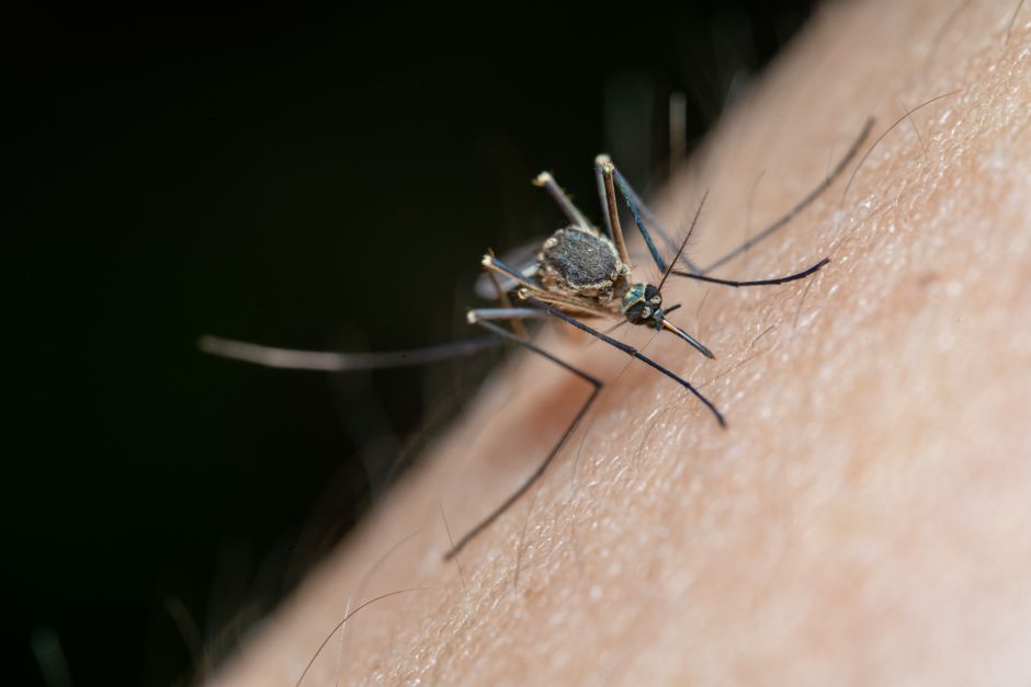 How to Keep Patios Mosquito-Free Without Harsh Sprays