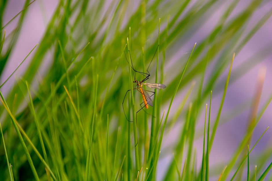 Patio Mosquito Prevention Overview