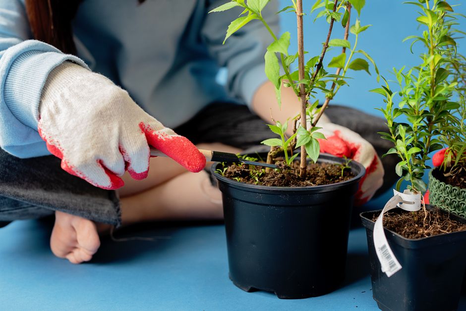 Planting and Care Steps