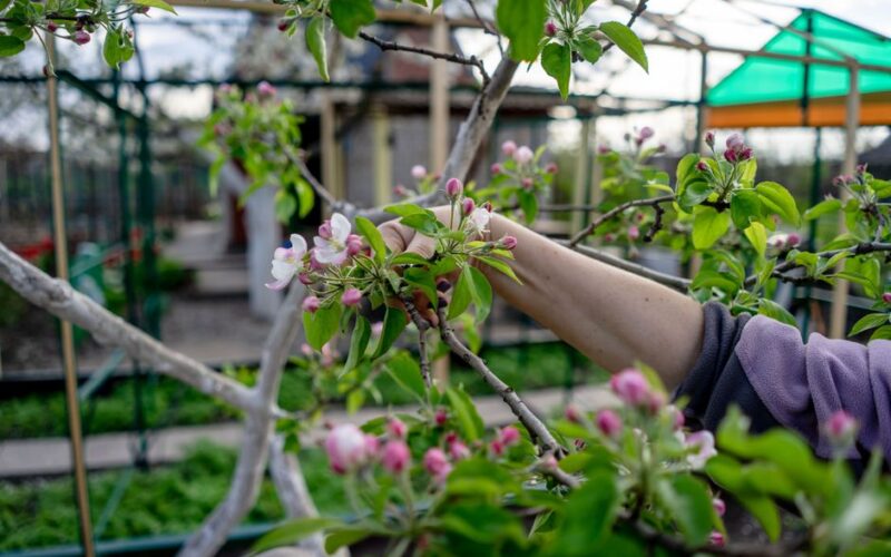 How to Prune Apple Trees
