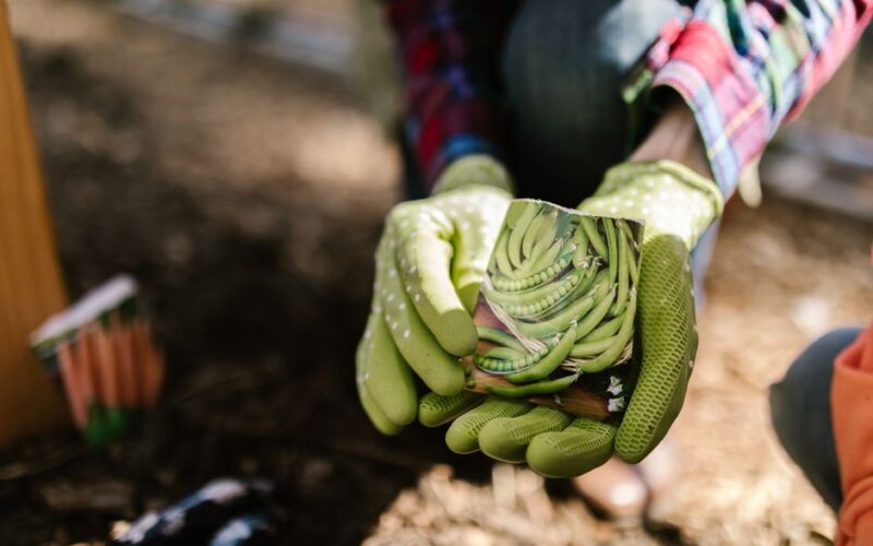 How to Read a Seed Packet Like an Experienced Gardener