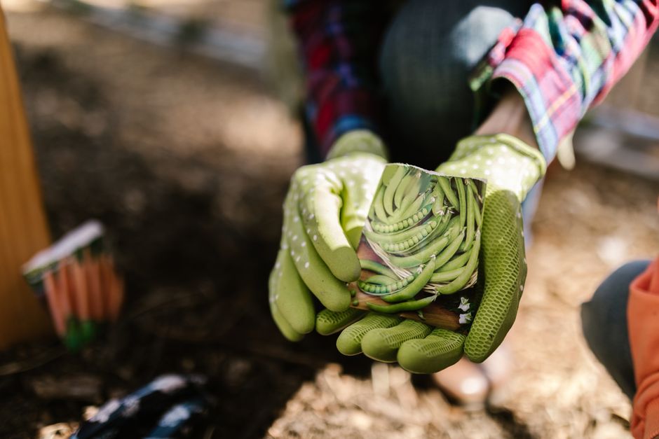 How to Read a Seed Packet Like an Experienced Gardener