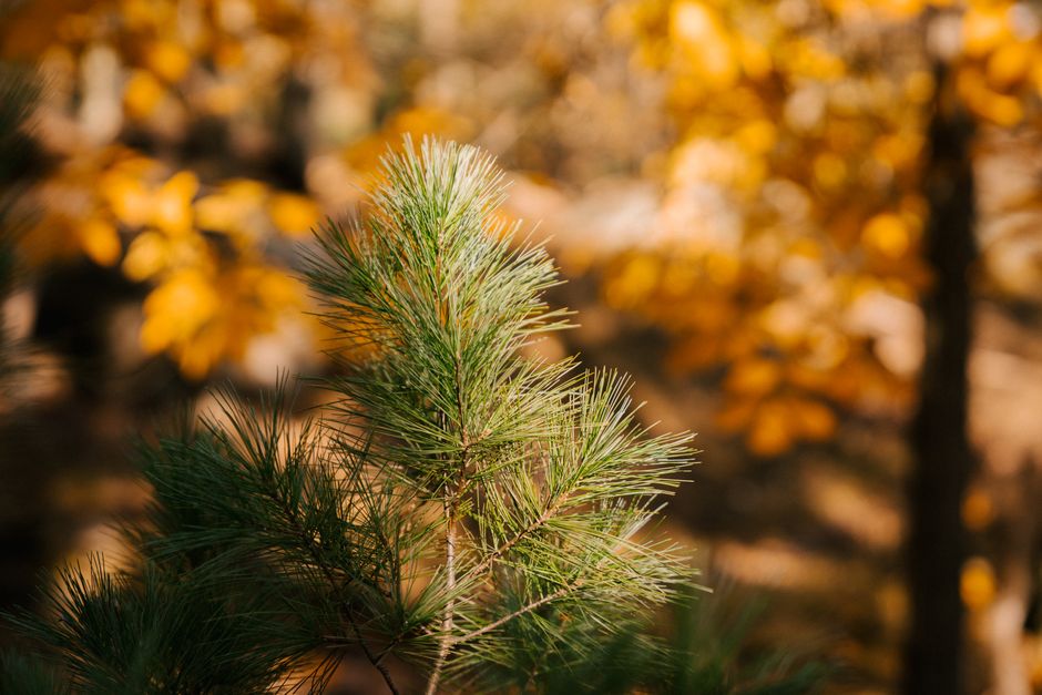 Planting, thinning, and scheduling