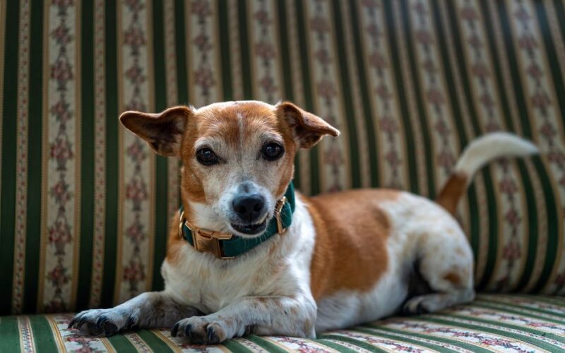 How to Remove Pet Hair from Upholstery