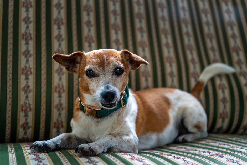 How to Remove Pet Hair from Upholstery