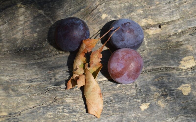 How to Rescue Overgrown Plum Trees: A Three-Year Plan