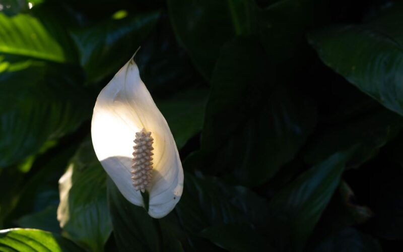 How to Revive a Drooping Peace Lily