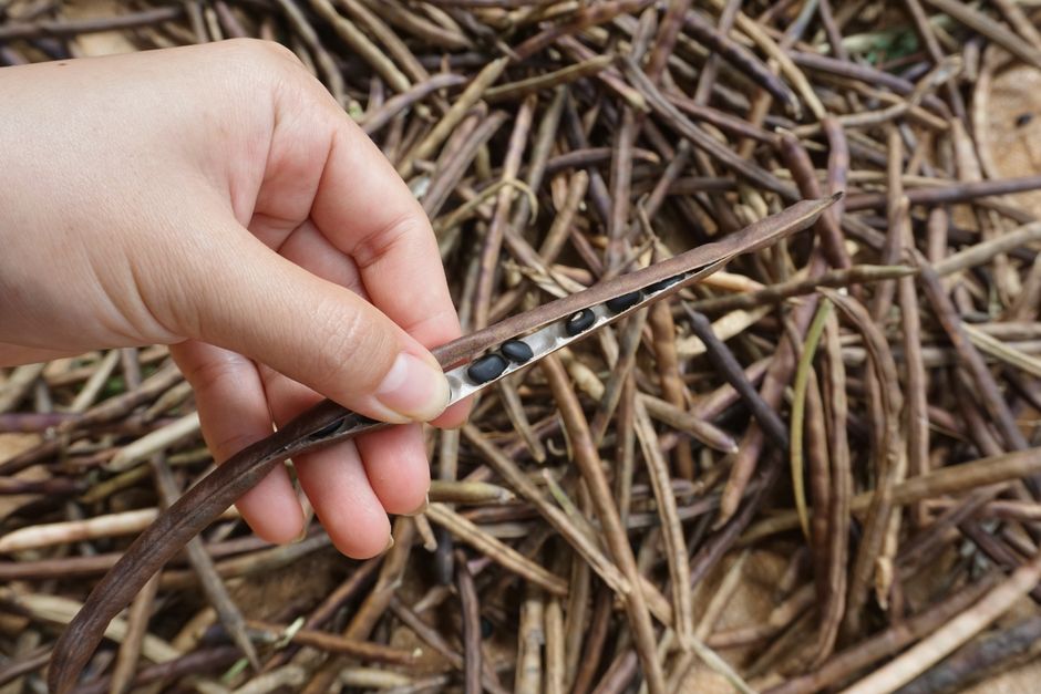 Harvest and Prepare Seeds