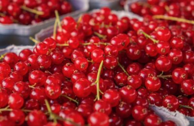 How to Store Fresh Berries So They Last a Full Week