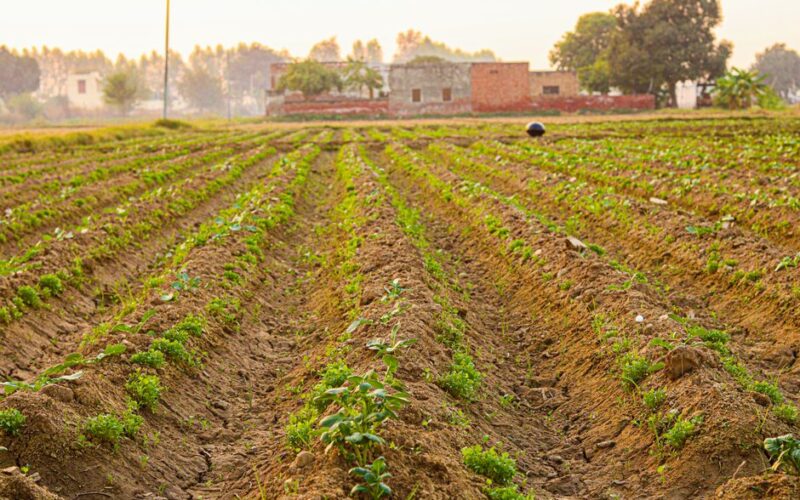 How to Succession-Sow Lettuce