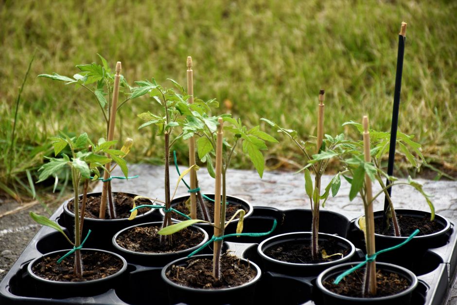 Planting and the first month