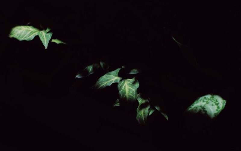 Low-Light Plants That Survive Dark Hallways