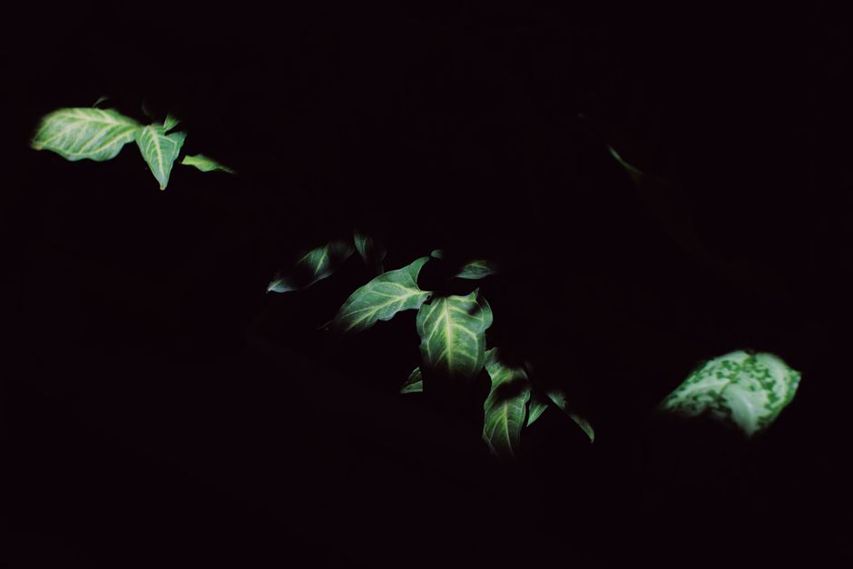 Low-Light Plants That Survive Dark Hallways