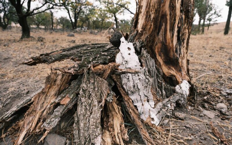 Mulch Volcanoes: The Trunk-Rot Mistake to Avoid