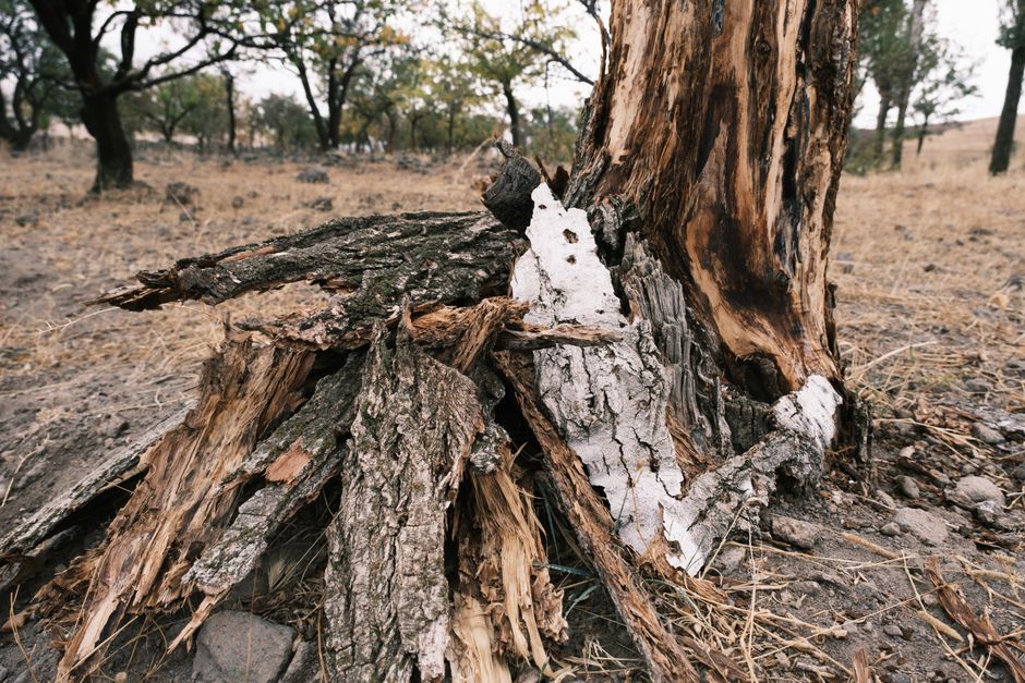 Mulch Volcanoes: The Trunk-Rot Mistake to Avoid