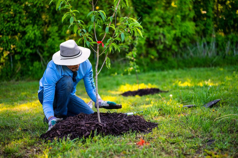Why mulch volcanoes harm trees