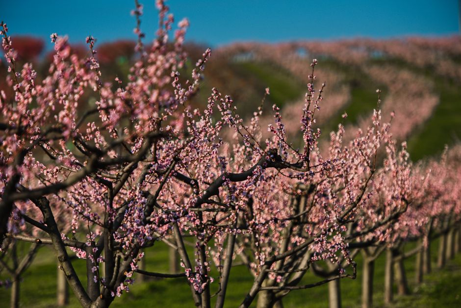 Peach Frost Protection: Five Methods That Save Blossoms