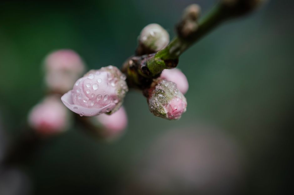 Protecting blossoms step-by-step