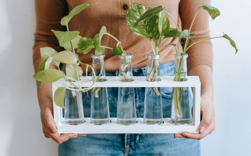 Pothos Propagation in Water: Step-by-Step Guide