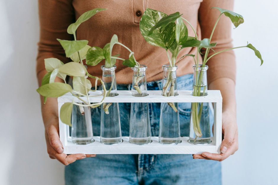 Pothos Propagation in Water: Step-by-Step Guide
